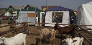Sindicatul carnii de miel anunta scumpirea produsului inainte de Paste