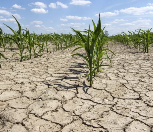 Seceta din aceasta vara ne va scumpi alimentele. Pretul la bursa pentru grau si porumb a explodat