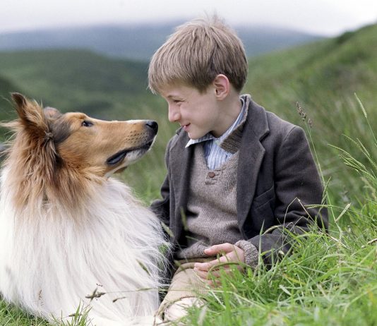 Cele mai bune filme seriale cu animale