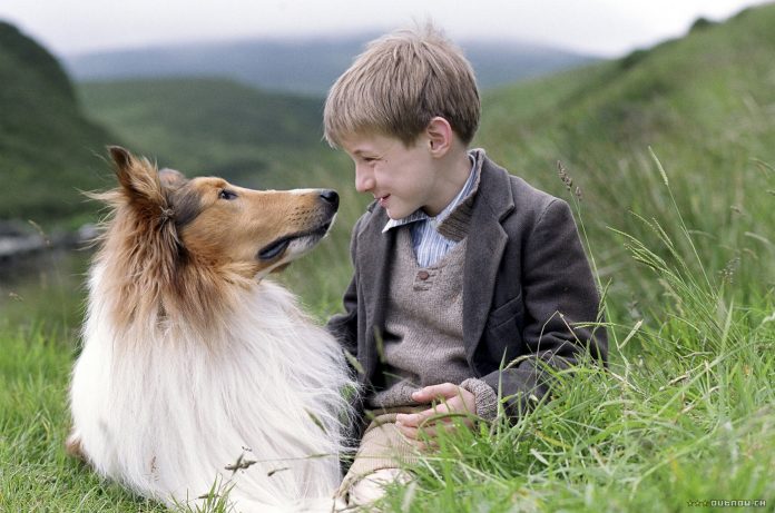 cele-mai-bune-filme-seriale-cu-animale.jpg