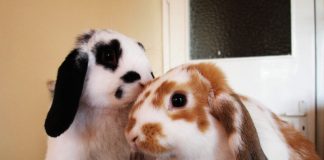 Numaratoarea inversa pentru Sarbatorile de Paste