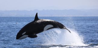 Microfoane subacvatice, inspirate de balenele ucigase