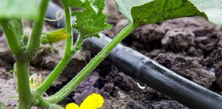 5 sfaturi pentru irigarea corectă a legumelor