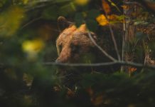 185 Citate Despre Incredere Inspirationale Si Motivationale