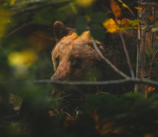 185 Citate Despre Incredere Inspirationale Si Motivationale