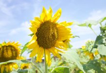 221 Citate Frumoase – Motto-uri scurte si frumoase