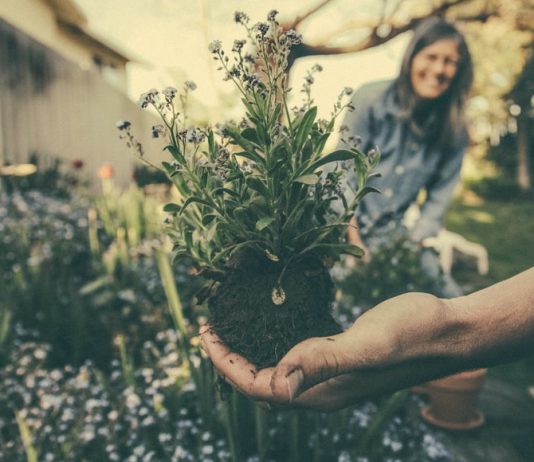 Pregatirea gradinii pentru primavara: 6 etape de bifat