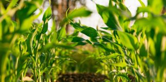 5 avantaje ale fertilizării foliare în agricultură
