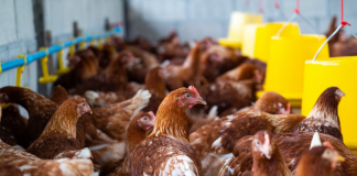 Pui modificati genetic de catre cercatatori, partial rezistenti la gripa aviara
