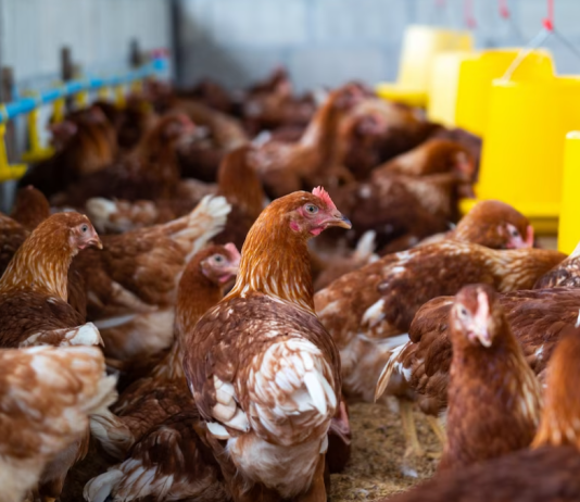 Pui modificati genetic de catre cercatatori, partial rezistenti la gripa aviara