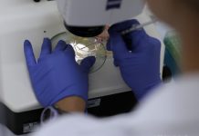 Celulele stem de elefant create pentru prima data intr-un laborator