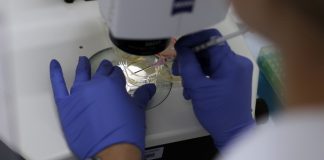 Celulele stem de elefant create pentru prima data intr-un laborator